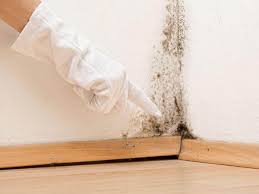 Reliable Northwest Ithaca, NY Mold Removal Services Solutions